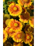 Гайлардія великоквіткова ’Арізона Апрікот’|Gaillardia grandiflora ’Arizona Apricot’|Гайлардия крупноцветковая ’Аризона Априкот’